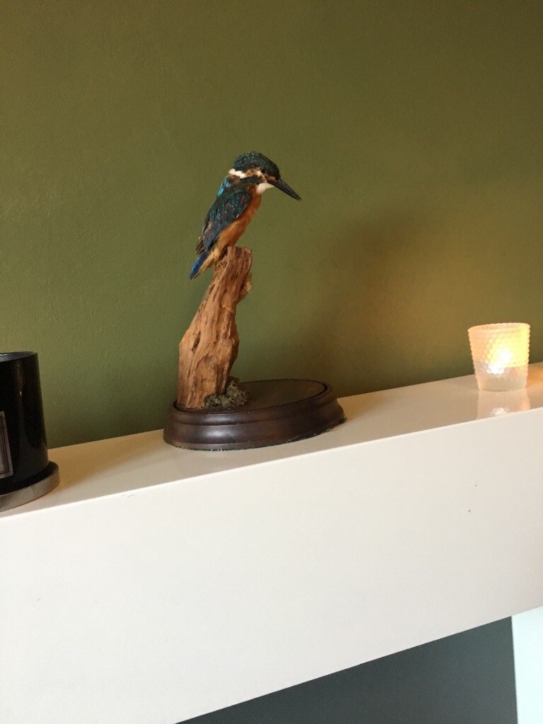 stuffed kingfisher